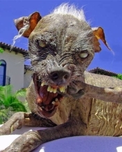 c mon chien