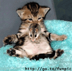 LE CHT ET LA SOURIS