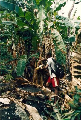 au milieu des champs de bananes